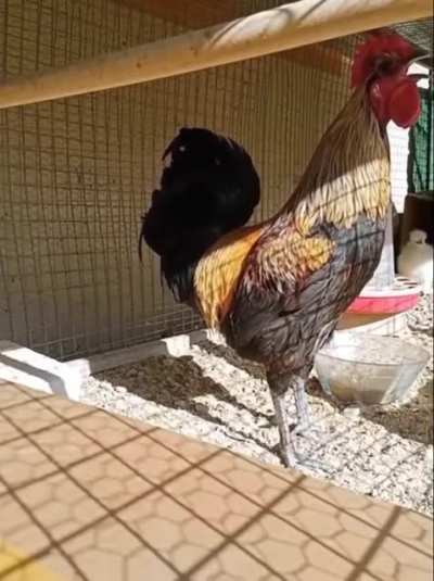 Slipcock?