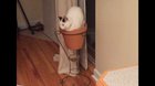 Some cats just like to cram themselves into uncomfortable situations. For my cat, a flower pot was bait she couldn’t resist.
