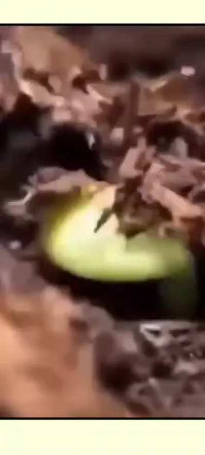 dor.mp4