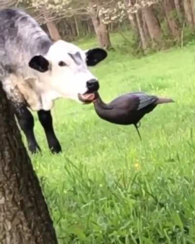 Om nom nom nom