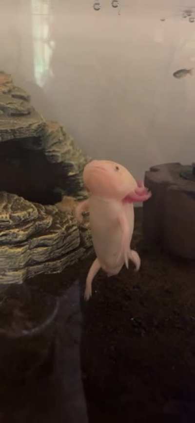 Tippy taps