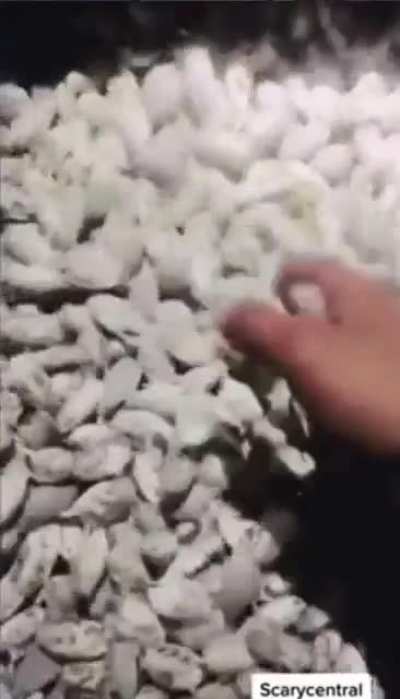 eu surtei quando eu vi isso