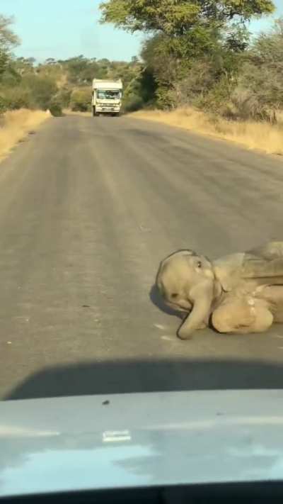 Baby elephant 🐘