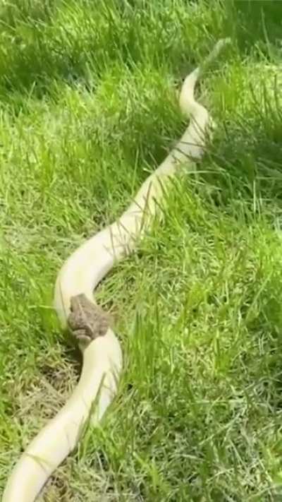 me🐸irl