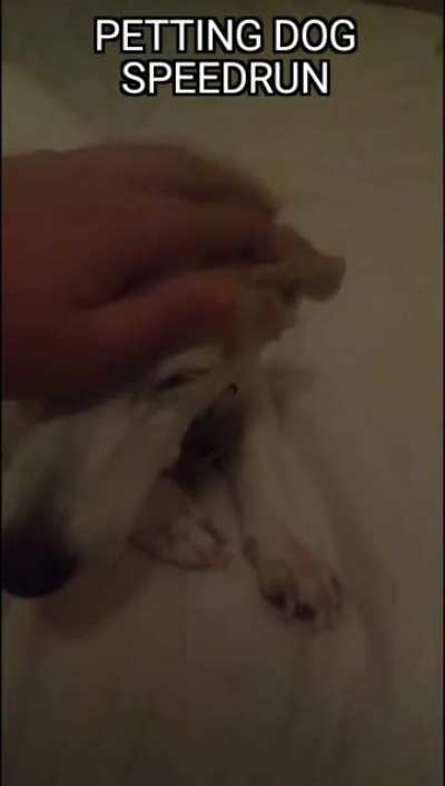 Petting dog speedrun