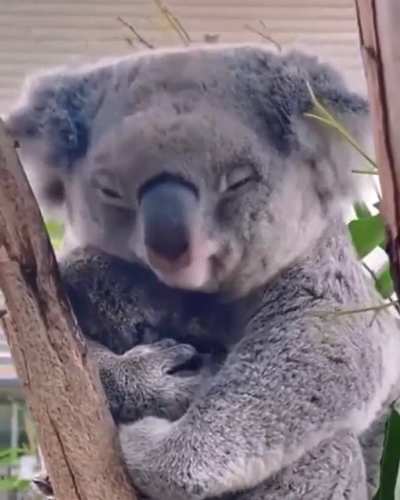 Mama koala bear cuddling her son