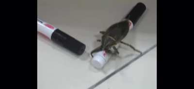Large insect