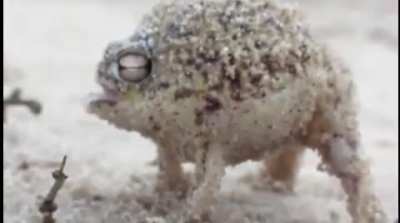 frog 💀