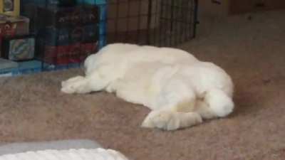 My rabbit almost rolled over while yawning & then went right back to dreaming