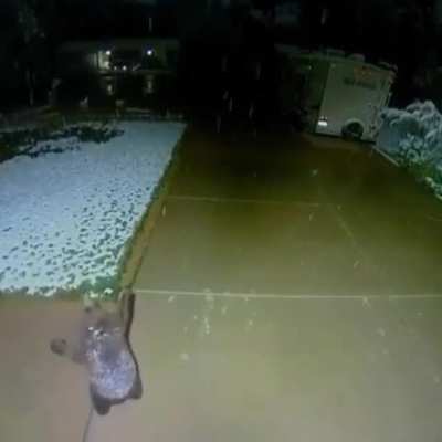 Baby bear catches snowflakes