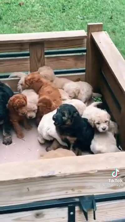 Puppy train