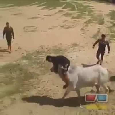 Playing with a bull