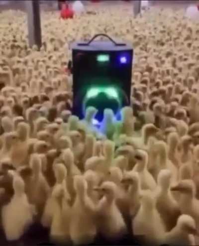 Pi🐤