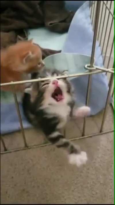 Roaringkitty right now, wanting GME to moon so he can speak to us again.