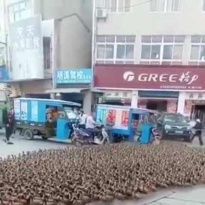 Quack, Quack, Quack