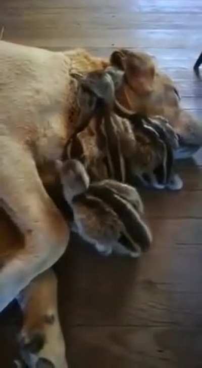 adopted children
