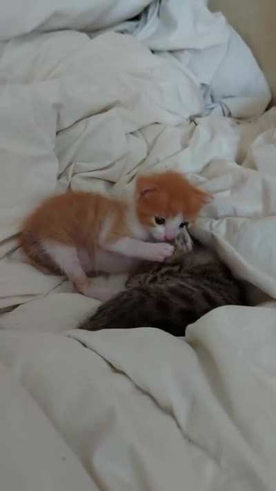 When you are only 2 weeks old but your brother is dirty!