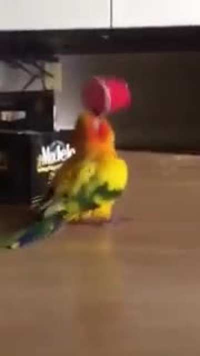 Bird playing with bag of cups