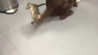 That dog doesn't even know it's being a jerk.