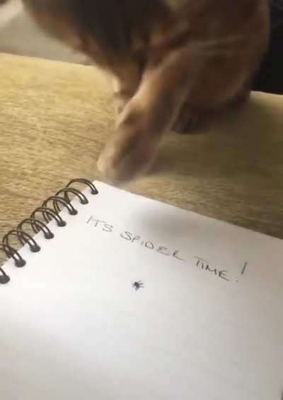 Cat confused by spider