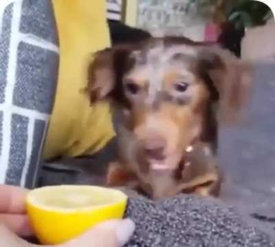 Puppy tries a lemon for the first time. Not a fan.