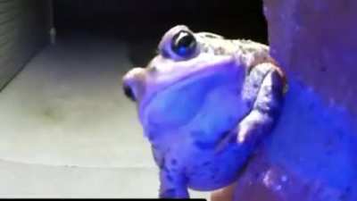 Dat boi