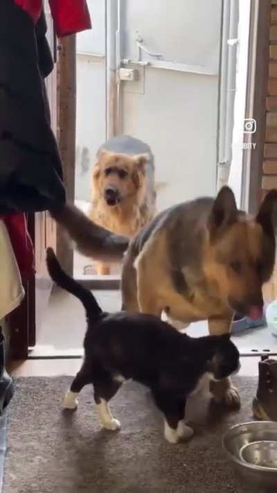 Can we Keep him?