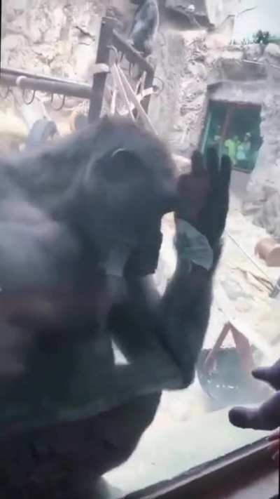 Good morning 🦍