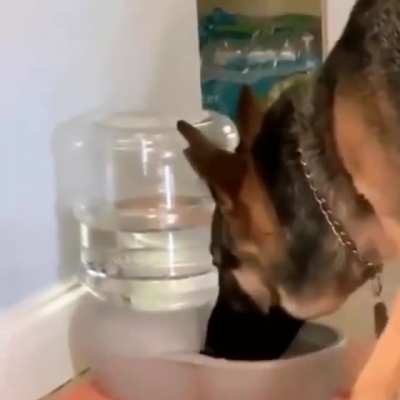 *mlem*mlem* What? *mlem* Huh? *mlem*mlem*mlem* ARE YOU NOT SEEING THIS!?
