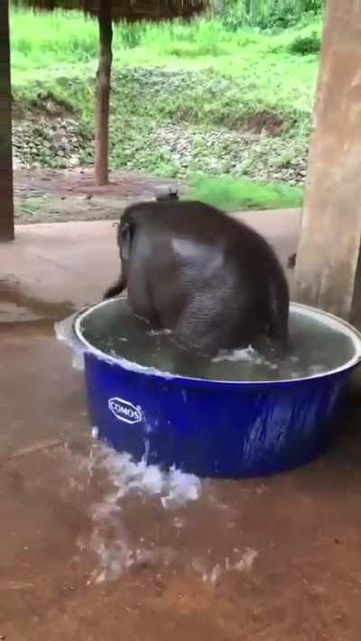 Baby elephant