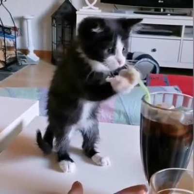 Kitten tries to drink soda with straw