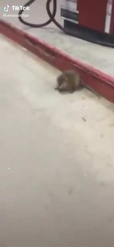 hello little rat
