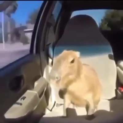 Capybara Drip 😳