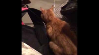 My cat last night