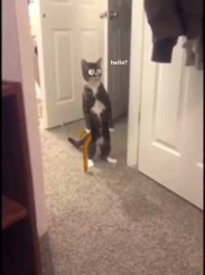 curiosity