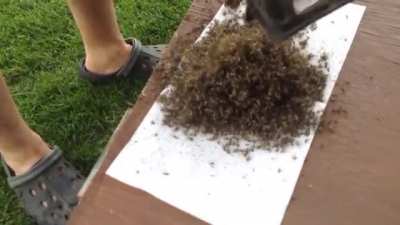 This mosquito magnet seems to be working