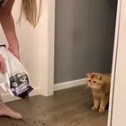 HuMaN oVeRfEeDs cAt aNd FuCkiNg kiLLs iT