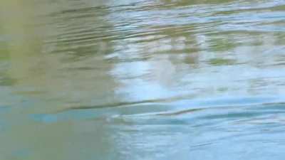 Swimming Pudu