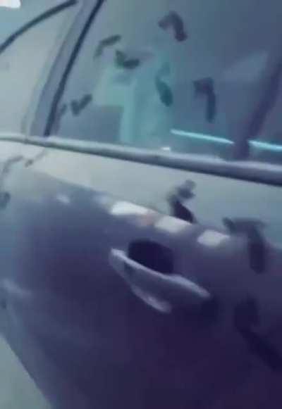 I wish I could see the owners face.