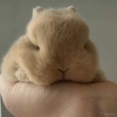 Fluffy little bunny