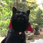 This cat is ready for spooky season 👻