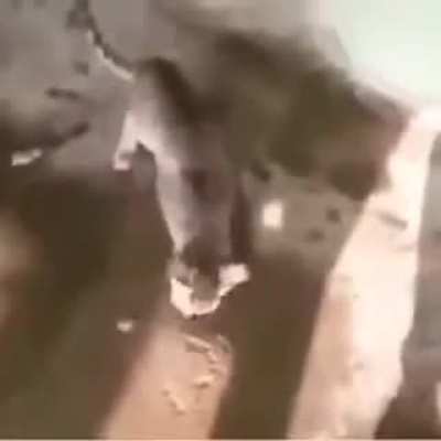 nigga cat
