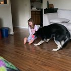 Early morning tug of war