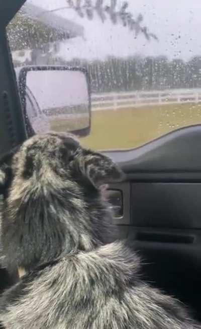 Poor Bandit…