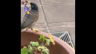Bird training