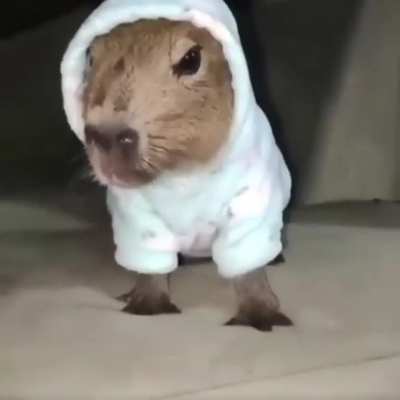 Capy