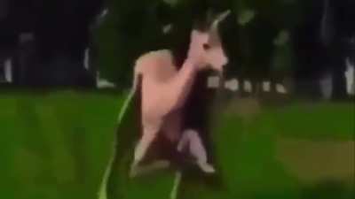 dansene hest