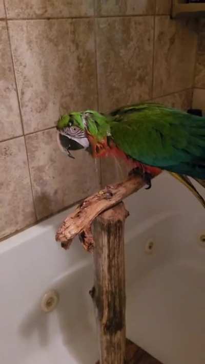 Toby loves a shower