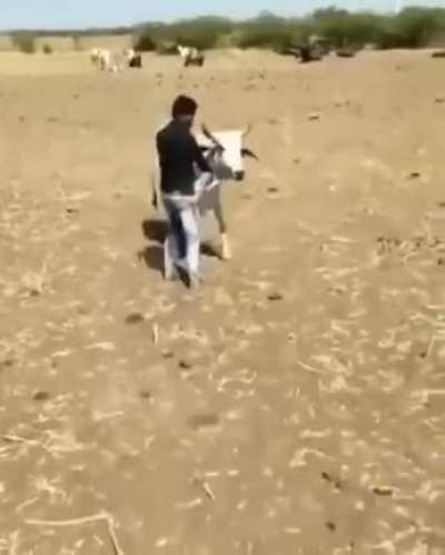 Guardian Ox
