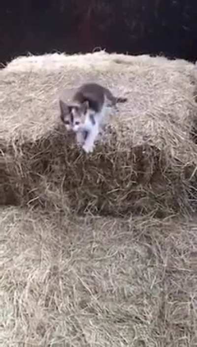 Human, here I come...